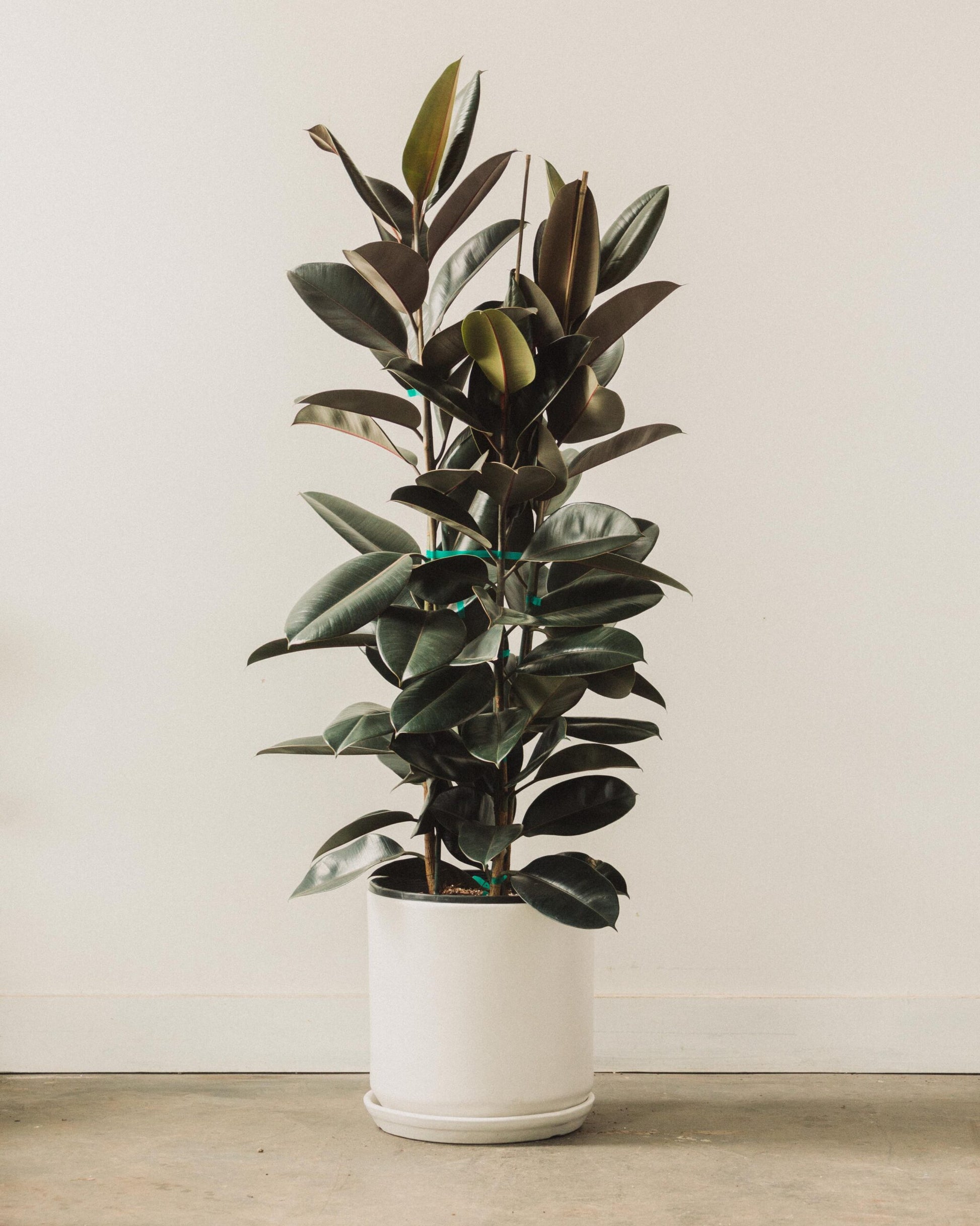 Decora Rubber Plant (Ficus elastica)