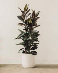 Decora Rubber Plant (Ficus elastica)