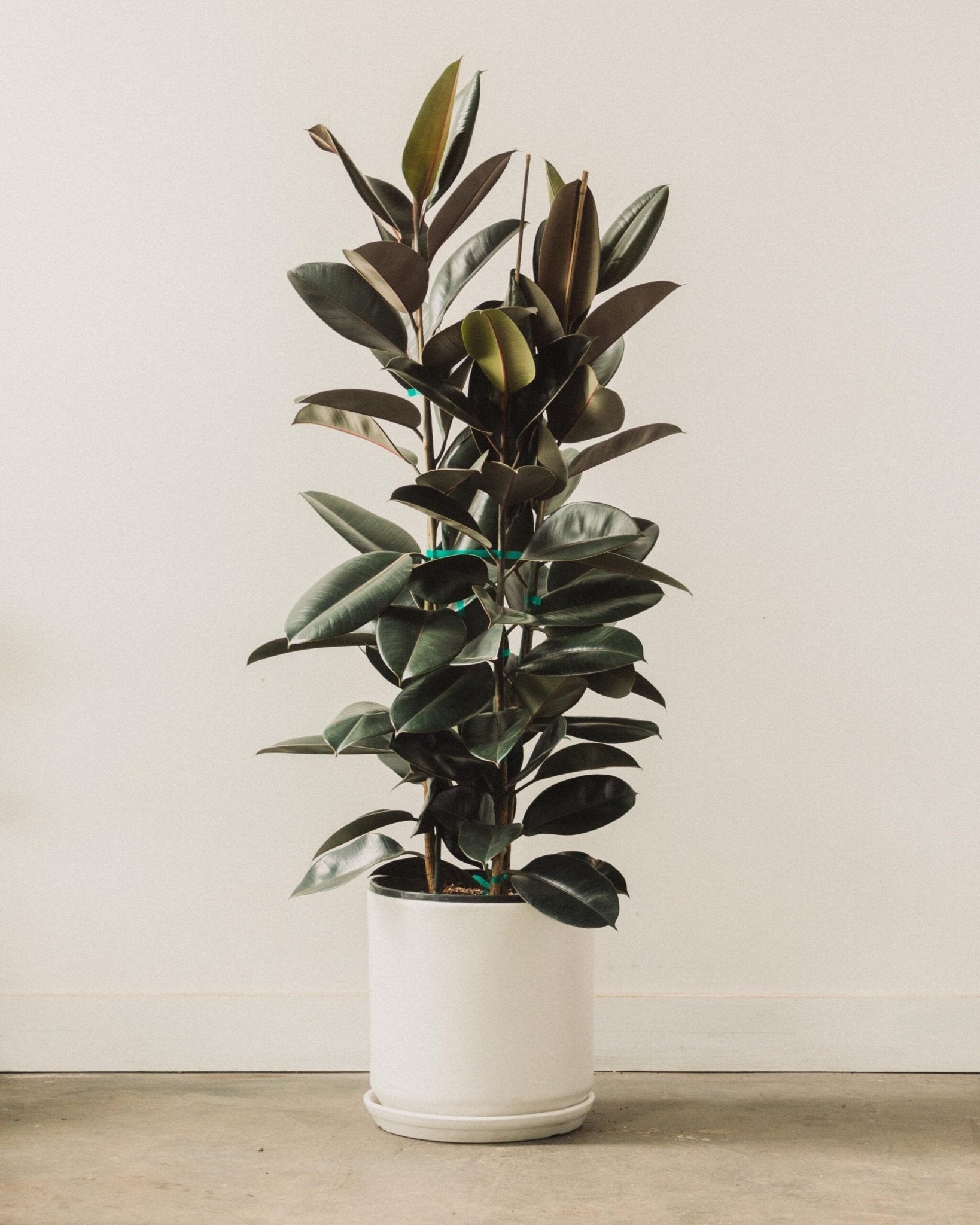 Decora Rubber Plant (Ficus elastica) - Ladybird Nursery