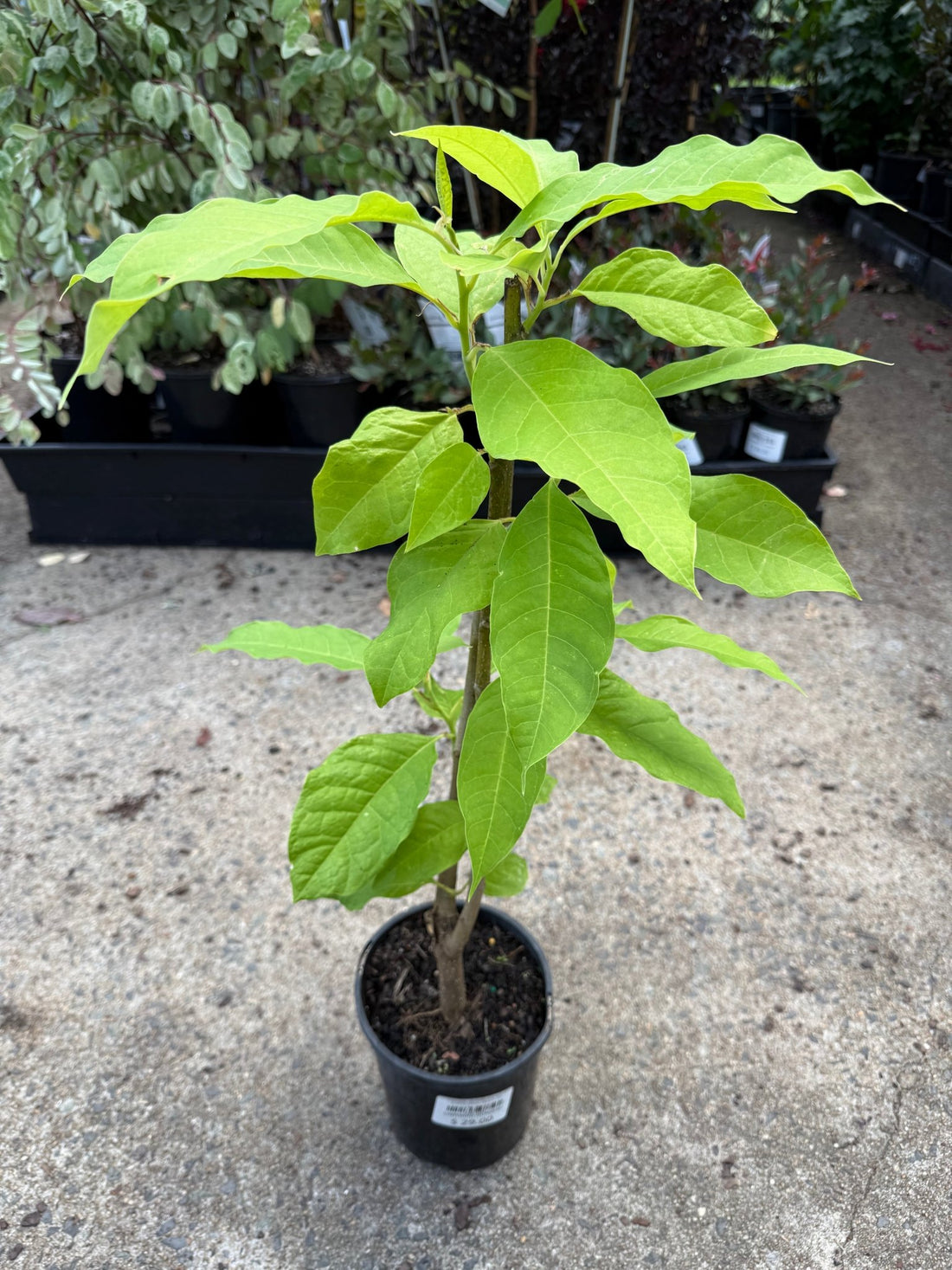 Michelia champaca (Cream/Yellow Champaca) - Ladybird Nursery