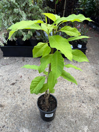 Michelia champaca (Cream/Yellow Champaca) - Ladybird Nursery