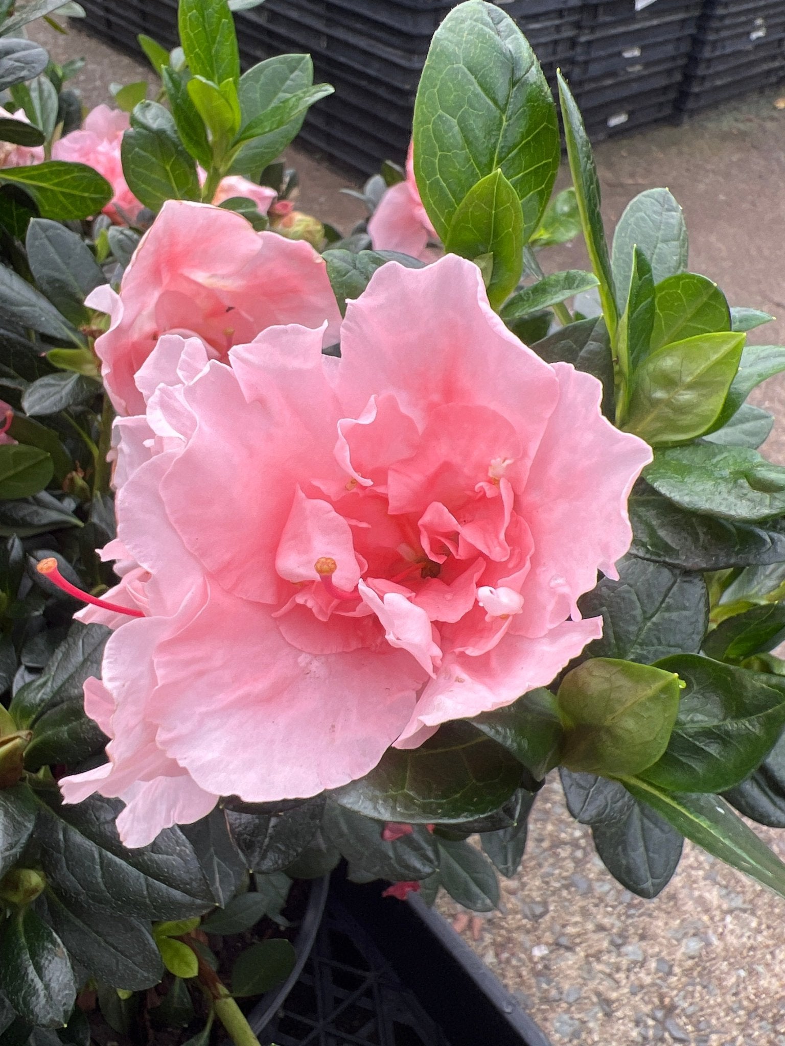Azalea ‘Christina Matton’ - Ladybird Nursery