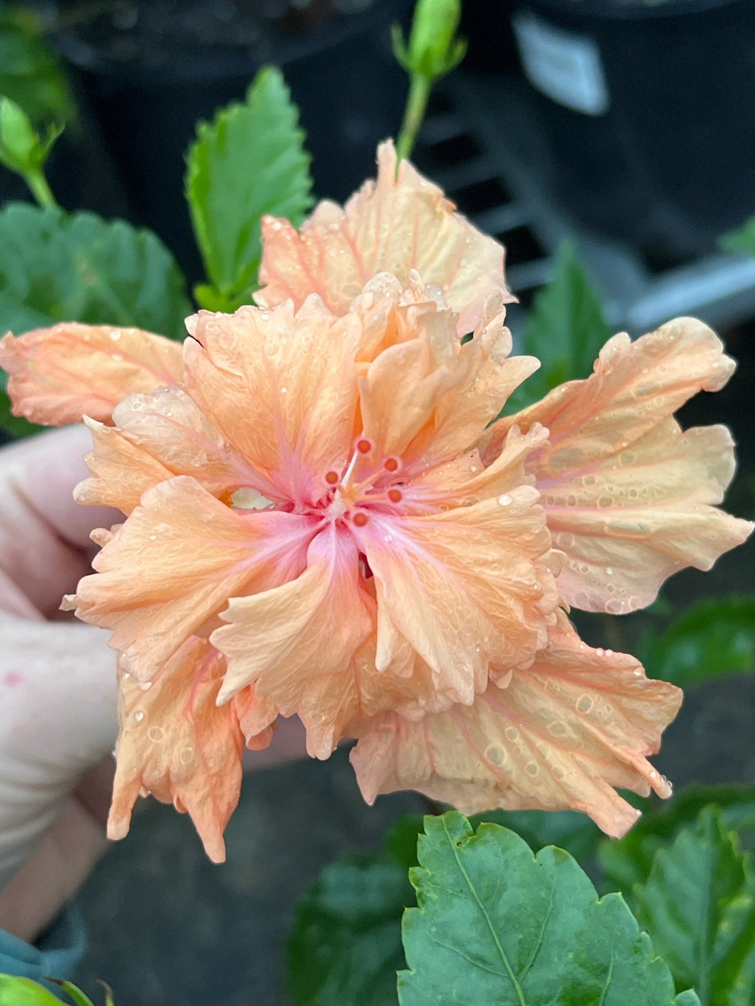 Hibiscus ‘El Capitolio’ - Ladybird Nursery