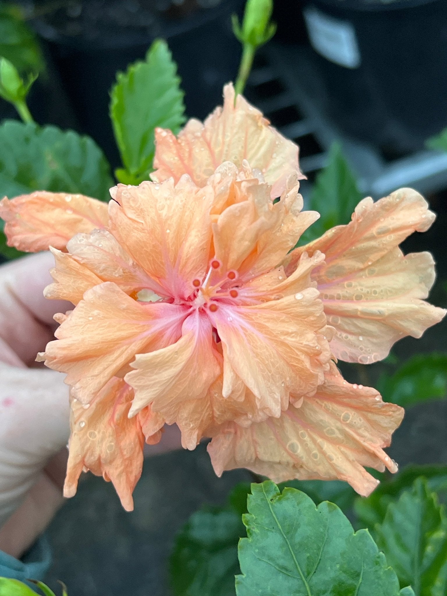 Hibiscus ‘El Capitolio’ - Ladybird Nursery