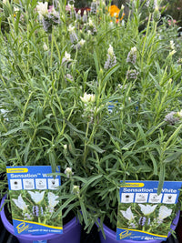 Lavender 'Sensation White' - Large - Ladybird Nursery