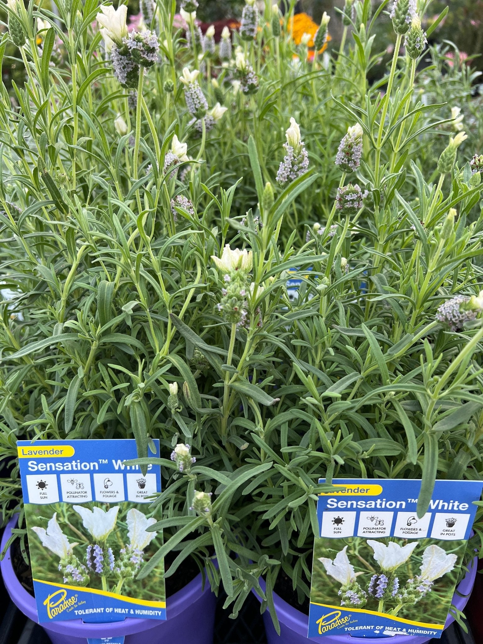 Lavender 'Sensation White' - Large - Ladybird Nursery