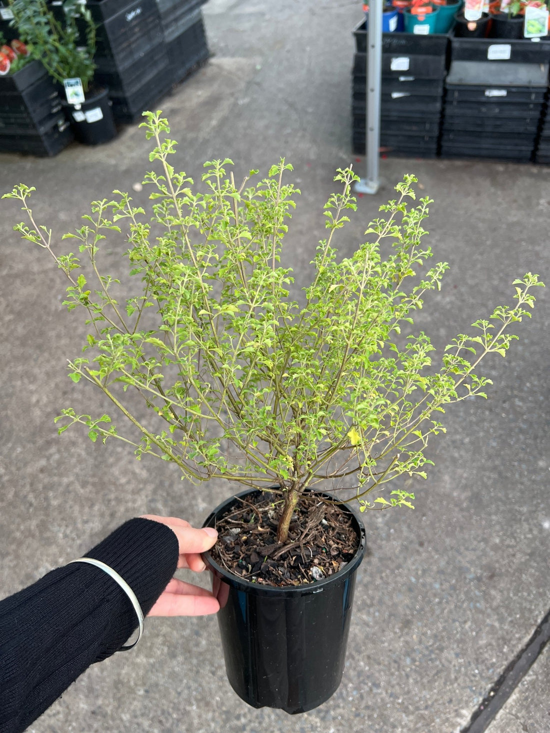 Mint Bush 'Minty'(Prostanthera sieberi) - Ladybird Nursery