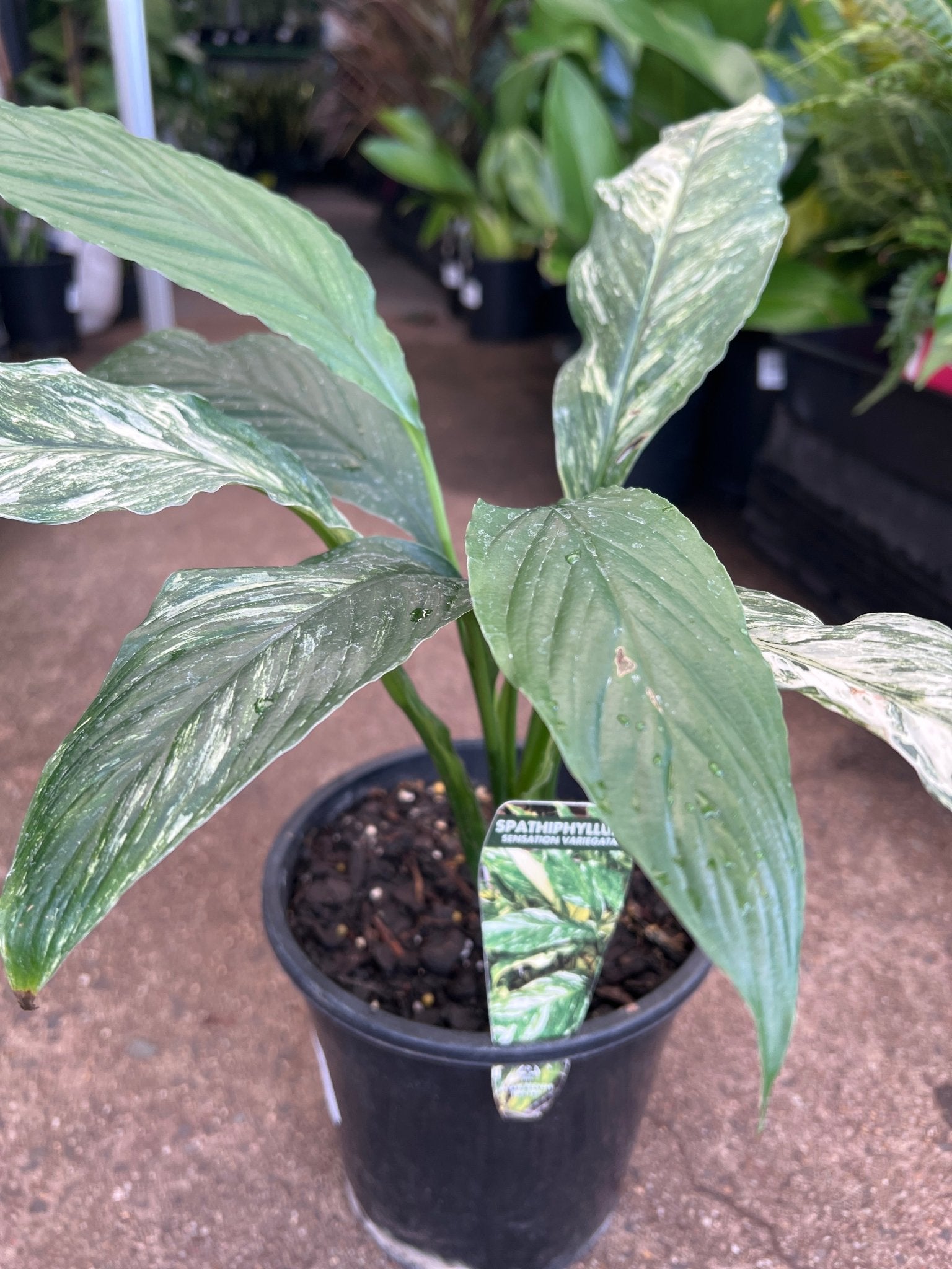 Variegated Peace Lily 'Wallisii' (Spathiphyllum wallisii variegata) - Ladybird Nursery