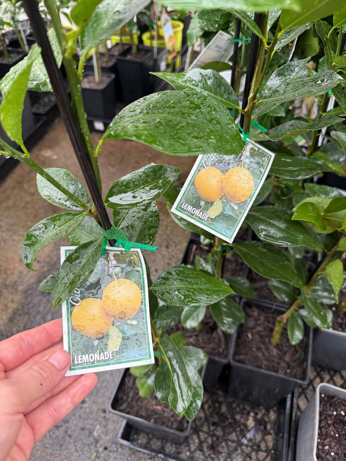 Lemon 'Lemonade' (QLD Only) - Ladybird Nursery