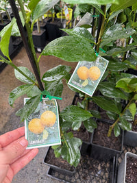 Lemon 'Lemonade' (QLD Only) - Ladybird Nursery