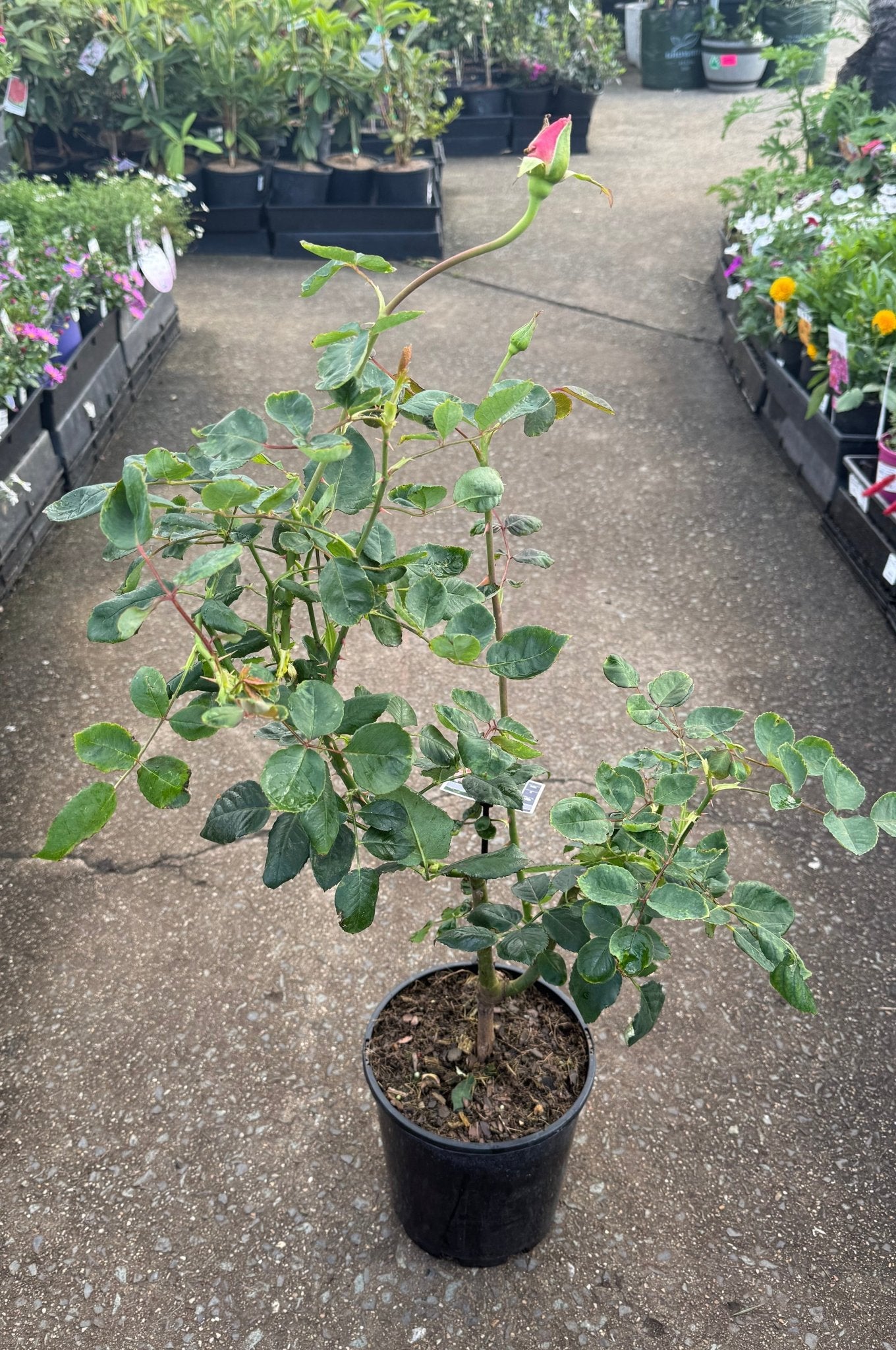 Rose 'Bewitched' (Rosa) - Ladybird Nursery