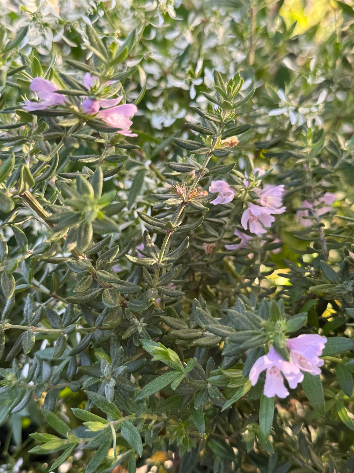 Coastal Rosemary 'NARINGA™' (Westringia) - Ladybird Nursery