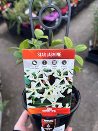 Star Jasmine Tripods (Trachelospermum jasminoides) - Ladybird Nursery