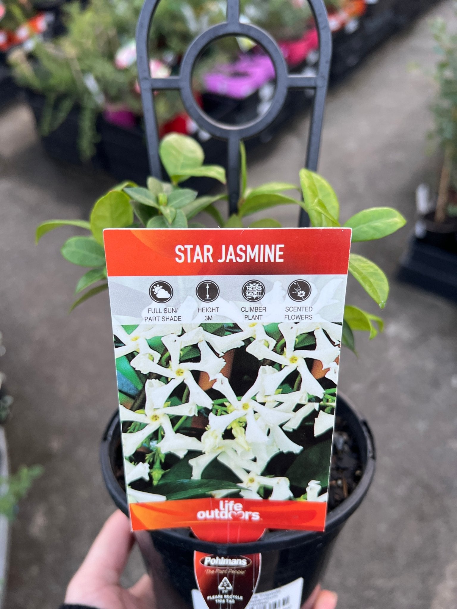 Star Jasmine Tripods (Trachelospermum jasminoides) - Ladybird Nursery