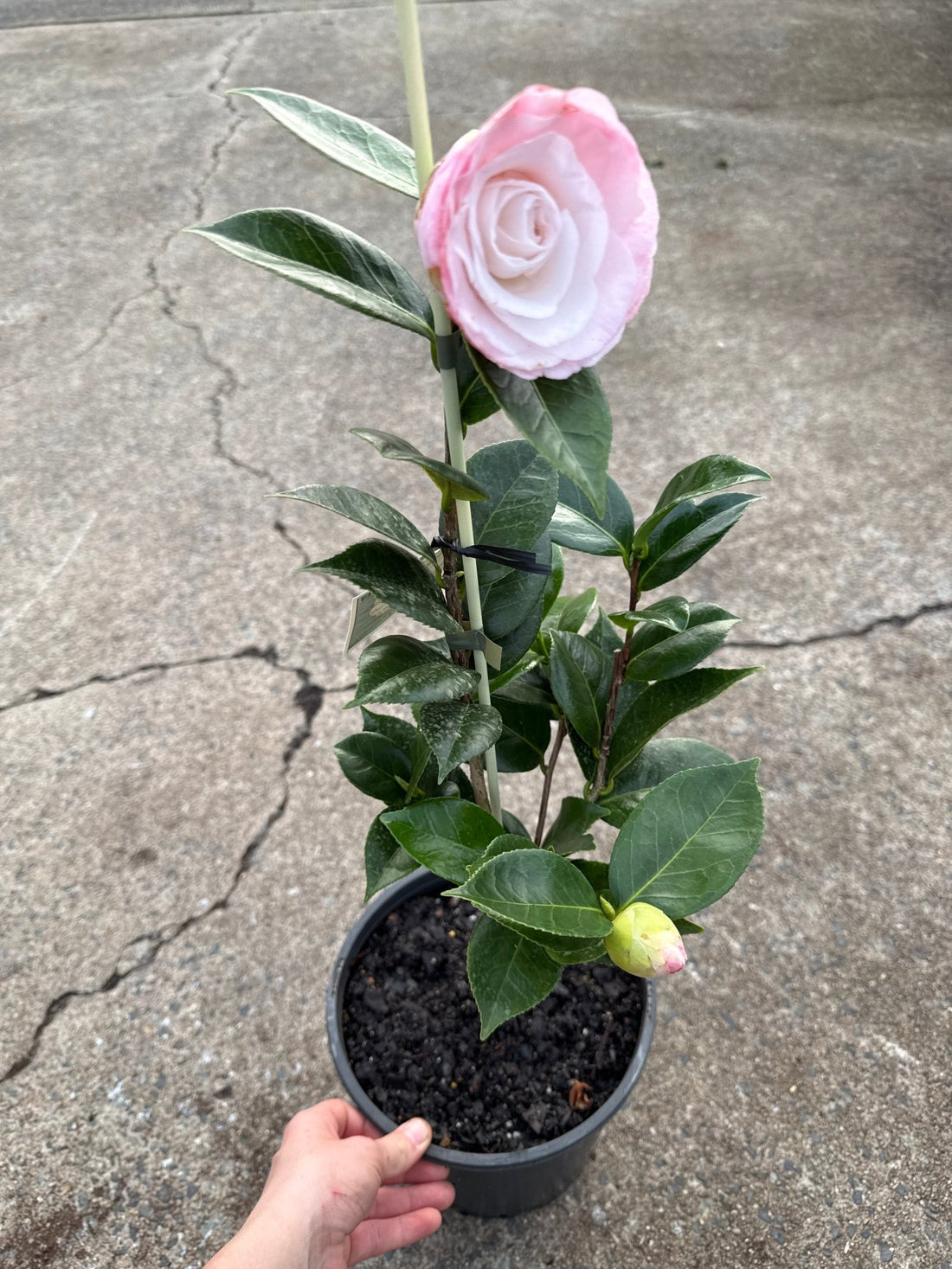 Camellia 'Desire' (Camellia japonica) - Ladybird Nursery