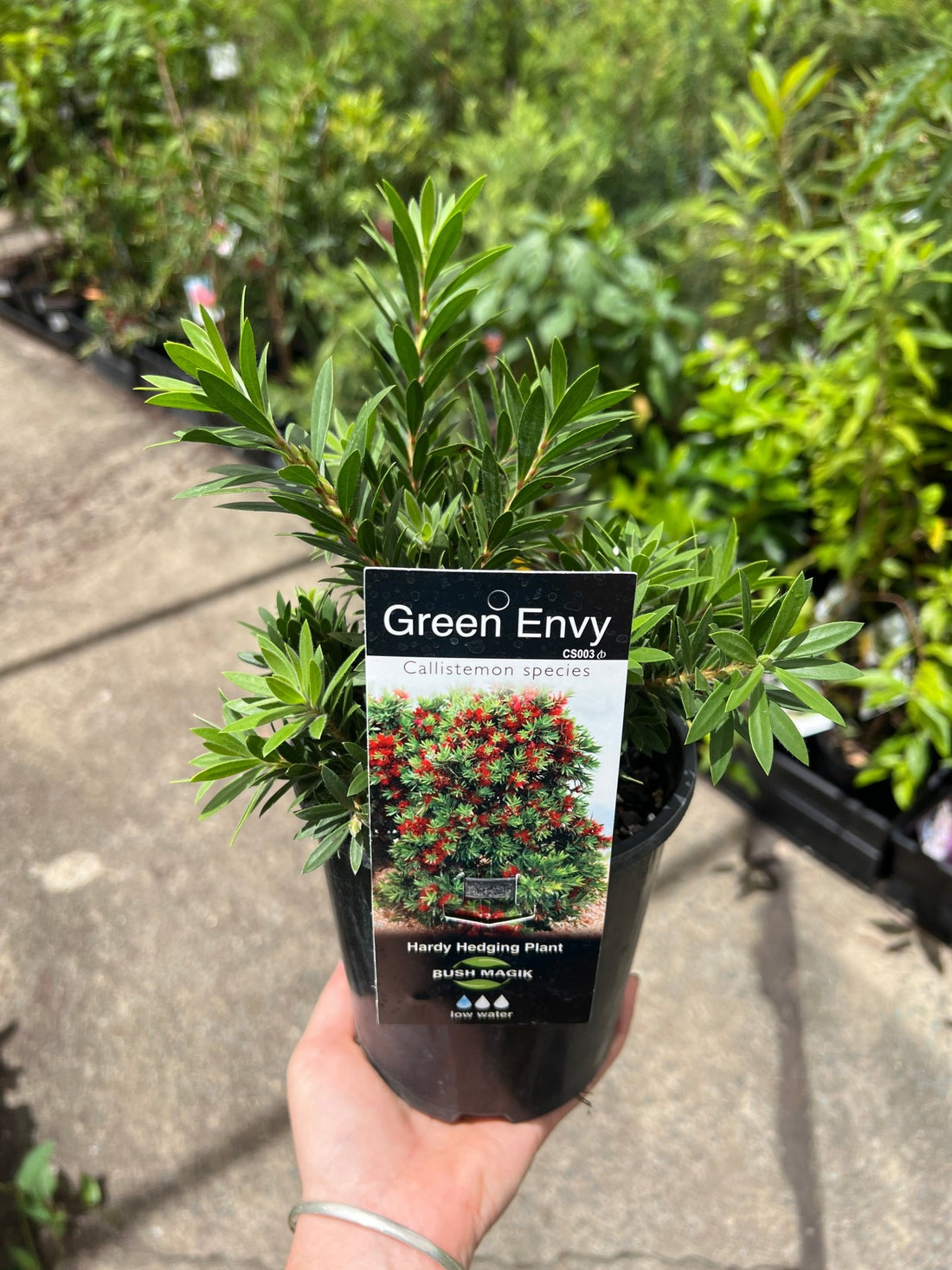 Green Envy (Callistemon viminalis) - Ladybird Nursery