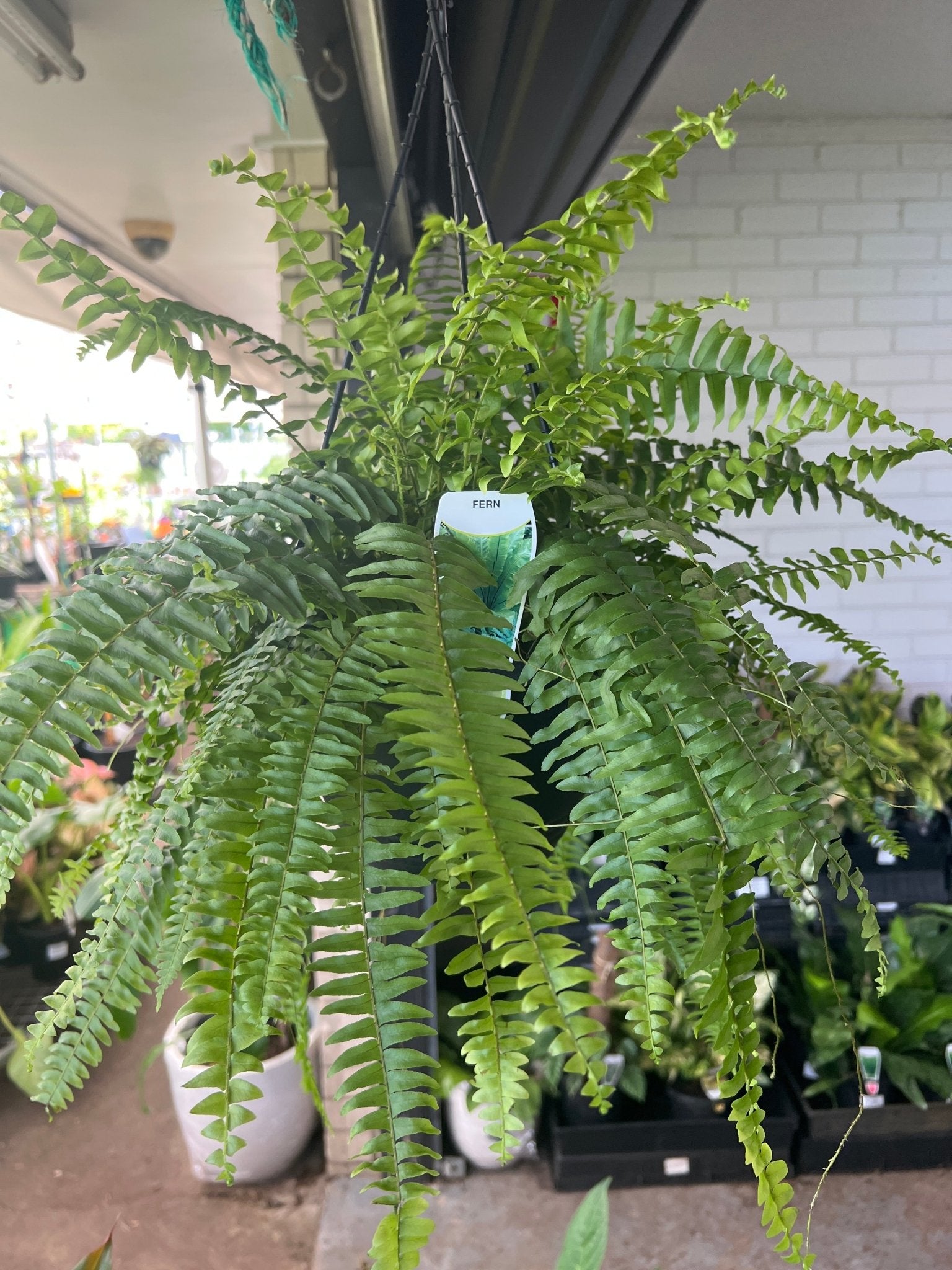 Boston Fern (Nephrolepis exaltata) Hanging Basket - Ladybird Nursery