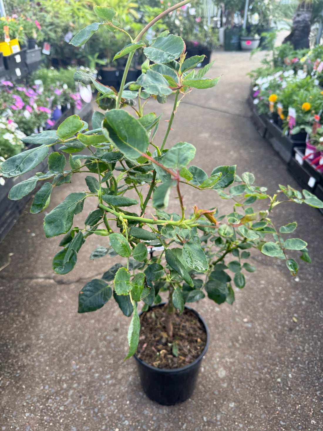 Rose 'Bewitched' (Rosa) - Ladybird Nursery