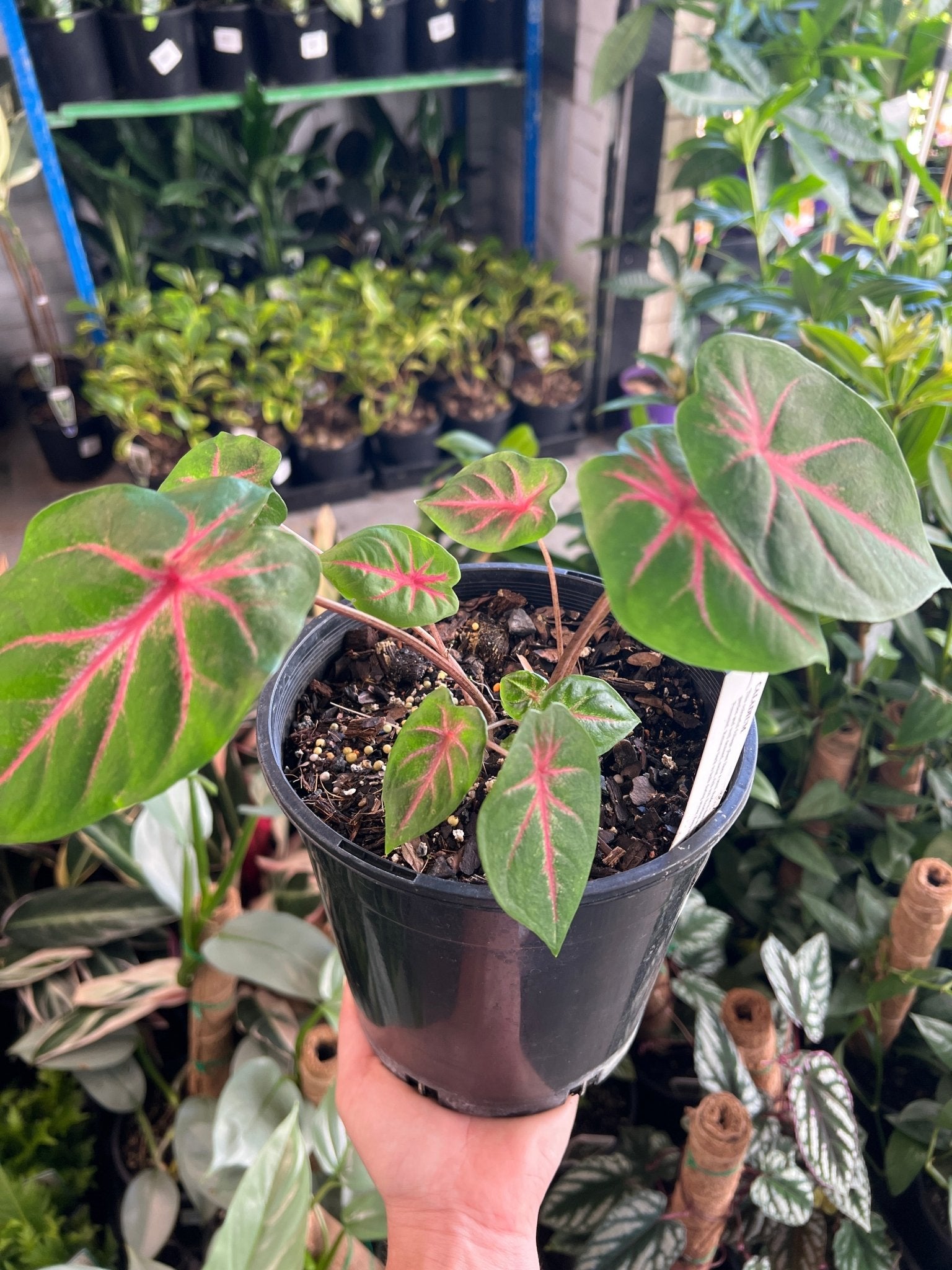 Caladium (Caladium bicolor) - Ladybird Nursery