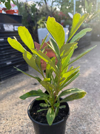 Waratah 'Shady Lady' (Telopea) - Ladybird Nursery