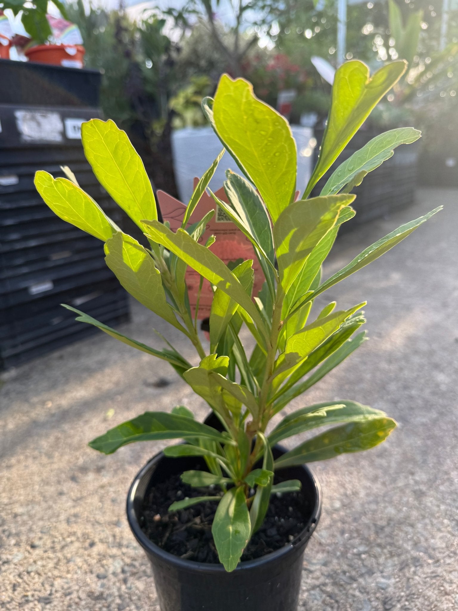 Waratah 'Shady Lady' (Telopea) - Ladybird Nursery