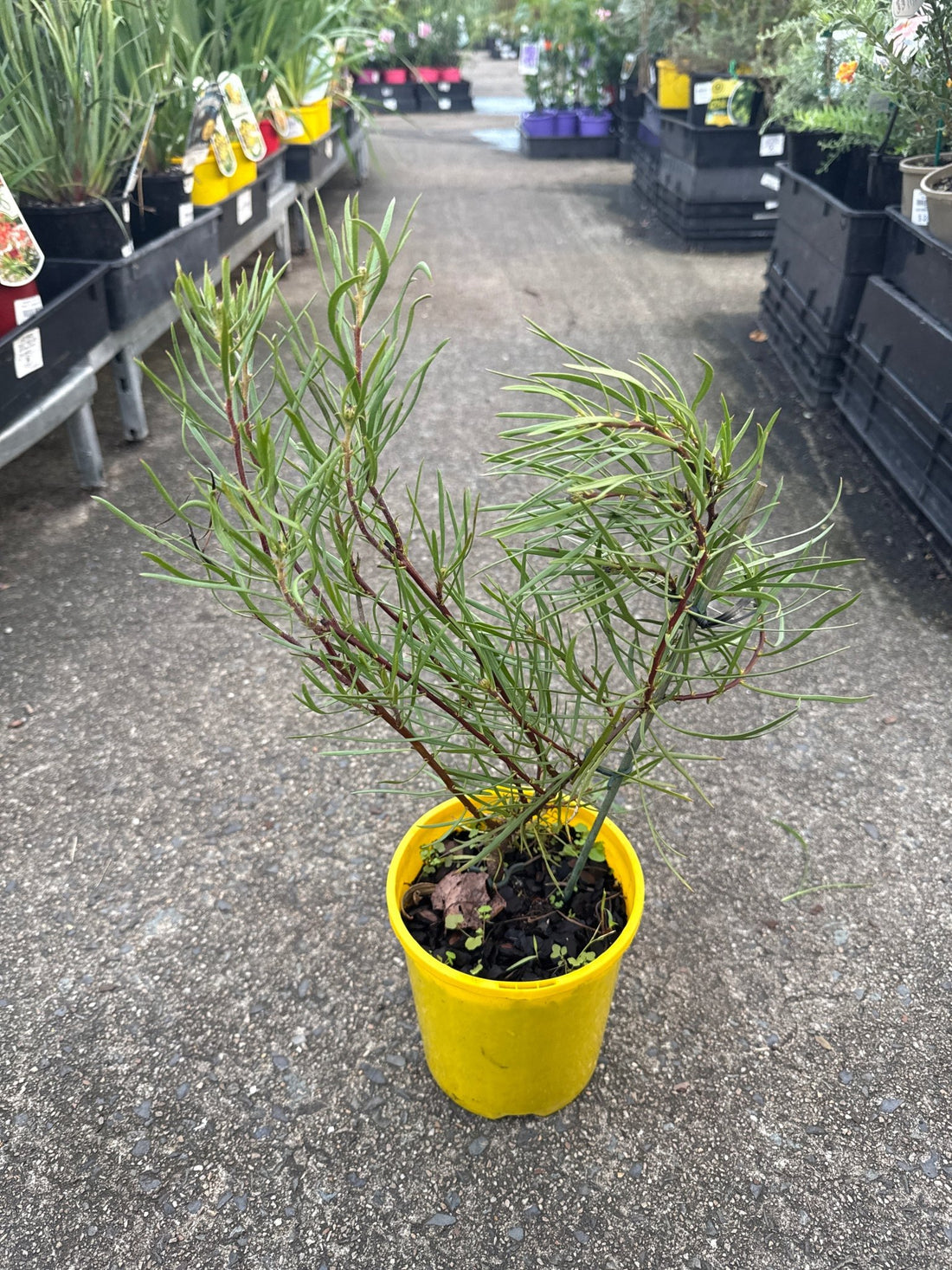 Isopogon ‘Sunshine’ - Ladybird Nursery