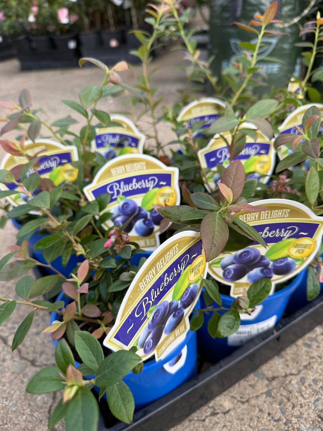 Blueberry 'Sunshine Blue' - Ladybird Nursery