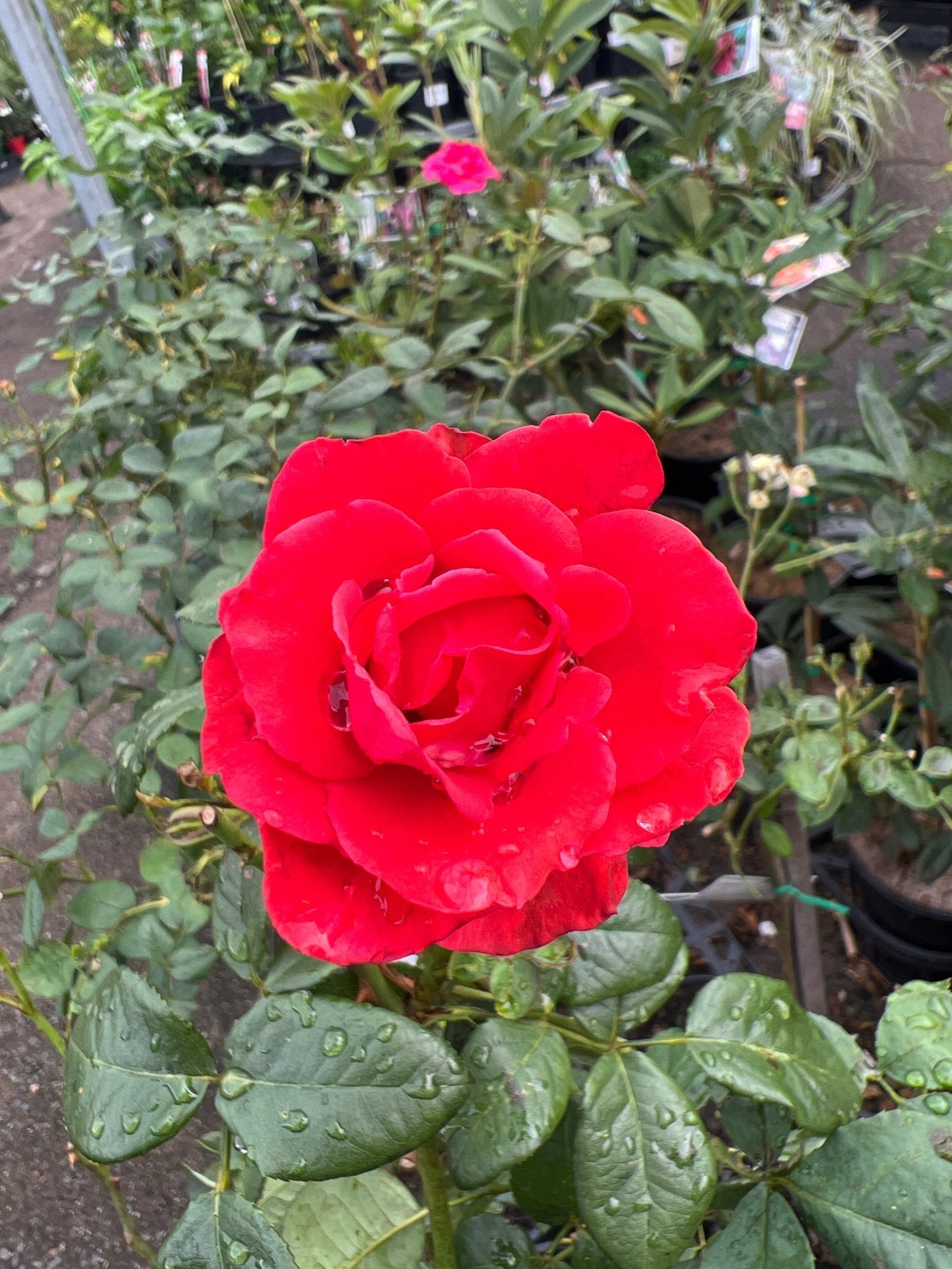 Rose 'Ilona' 2ft Standard - Ladybird Nursery