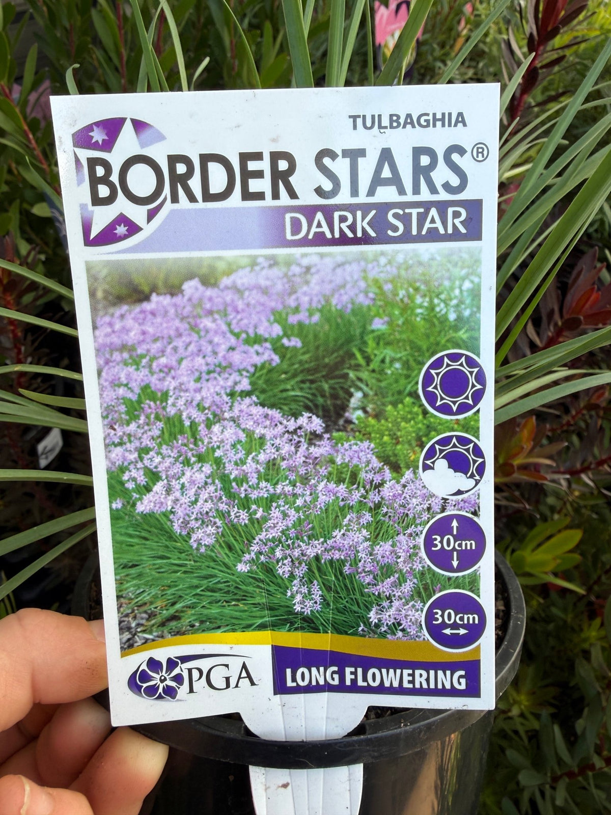 Society Garlic Dark Star (Tulbaghia) - Ladybird Nursery