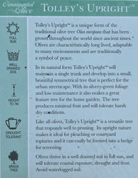 Olive ‘Tolley’s Upright’ - Large - Ladybird Nursery