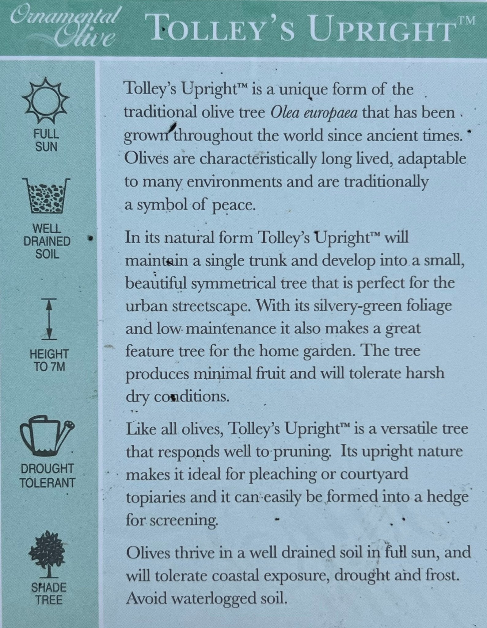 Olive ‘Tolley’s Upright’ - Large - Ladybird Nursery