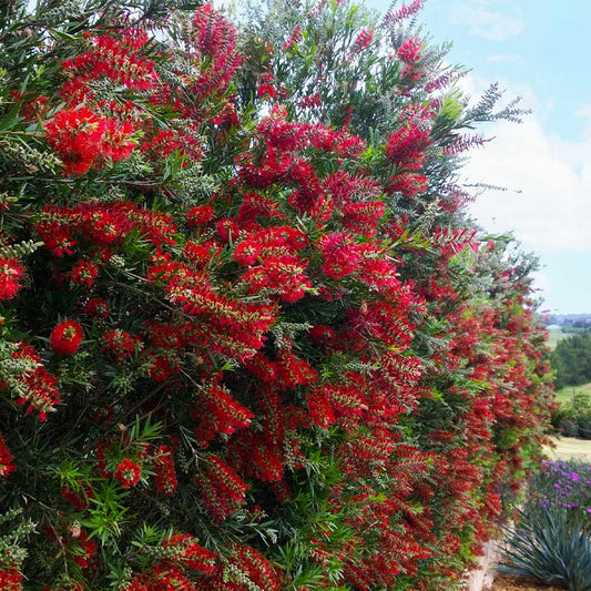 Bottlebrush SLIM (Callistemon viminalis) - Ladybird Nursery