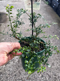 Green Sapphire Finger Lime (QLD Only) - Ladybird Nursery