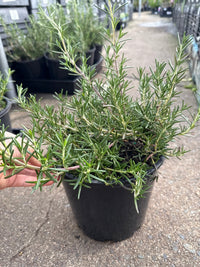 Rosemary 'Blue Lagoon' (Rosmarinus officinalis) - Large - Ladybird Nursery