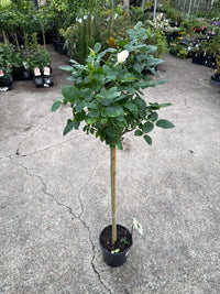 Rose 'Pascali' - 3ft Standard (PICKUP ONLY) - Ladybird Nursery