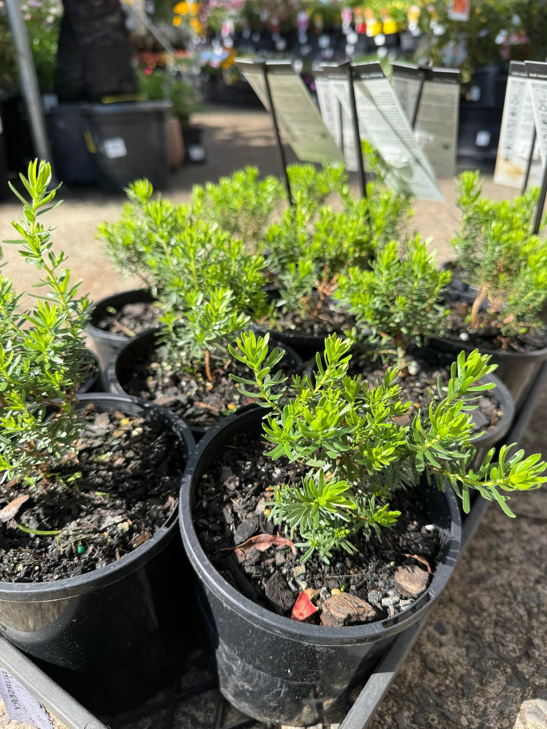 Kunzea baxteri 'Persian Pink' - Ladybird Nursery