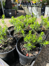 Kunzea baxteri 'Persian Pink' - Ladybird Nursery