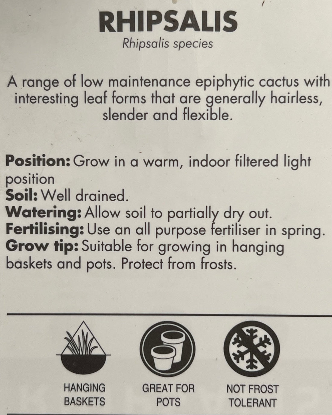 Rhipsalis (Mesembryanthemoides) - Ladybird Nursery