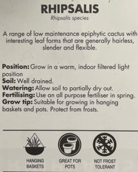 Rhipsalis (Mesembryanthemoides) - Ladybird Nursery