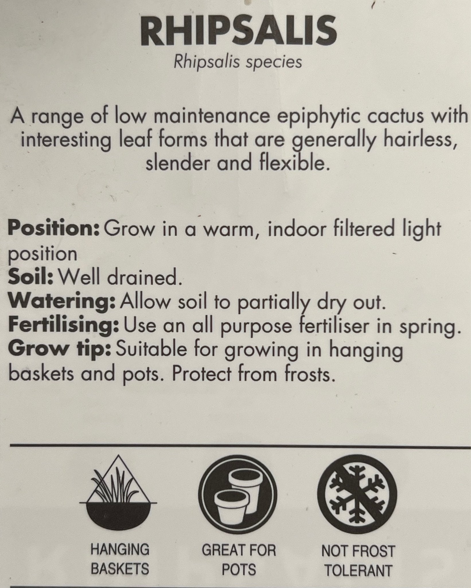 Rhipsalis (Mesembryanthemoides) - Ladybird Nursery