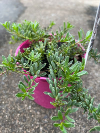 Myoporum ‘Purpurea’ - Ladybird Nursery