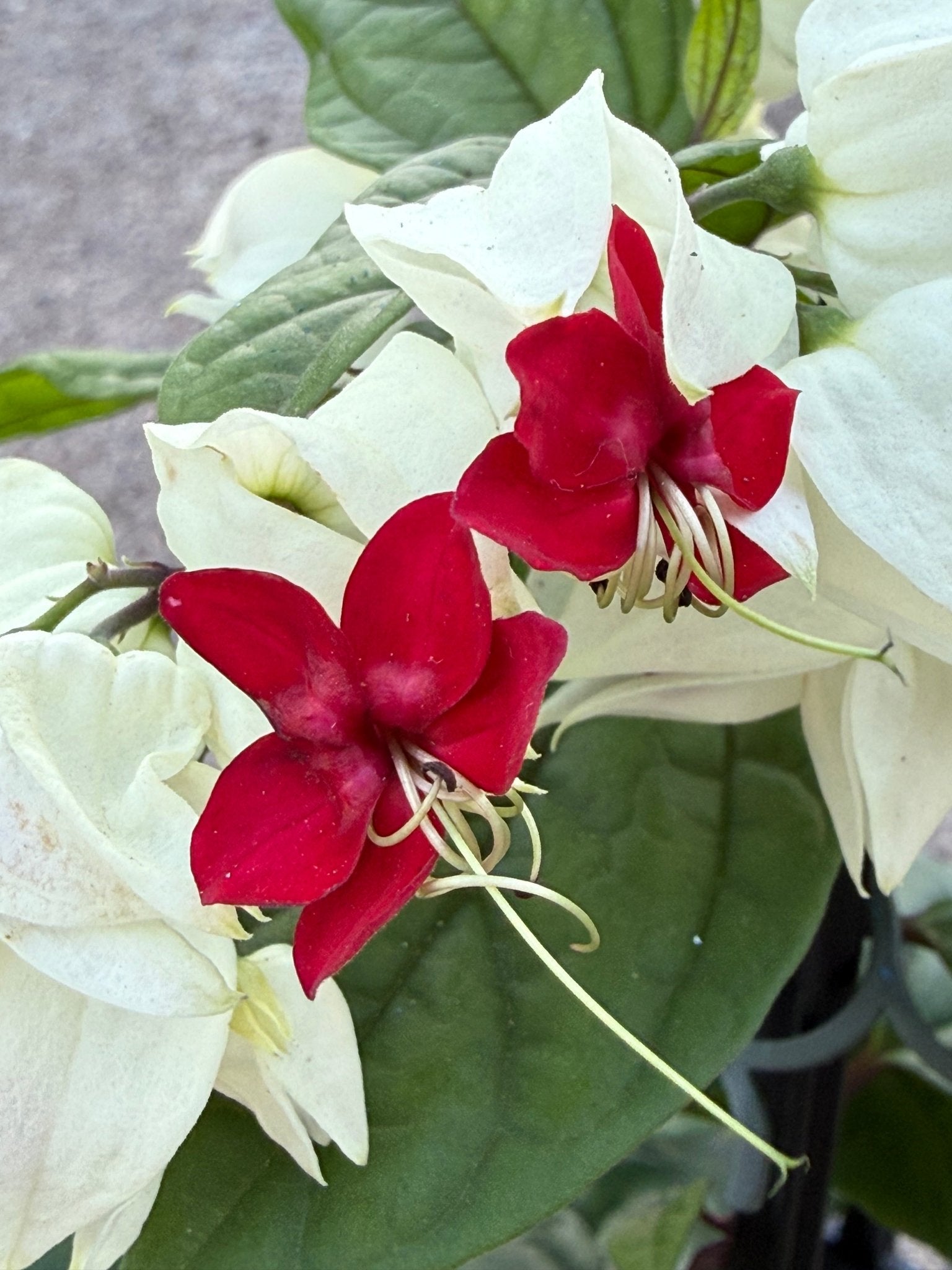 Bleeding Heart (Clerodendrum thomsoniae) - Ladybird Nursery