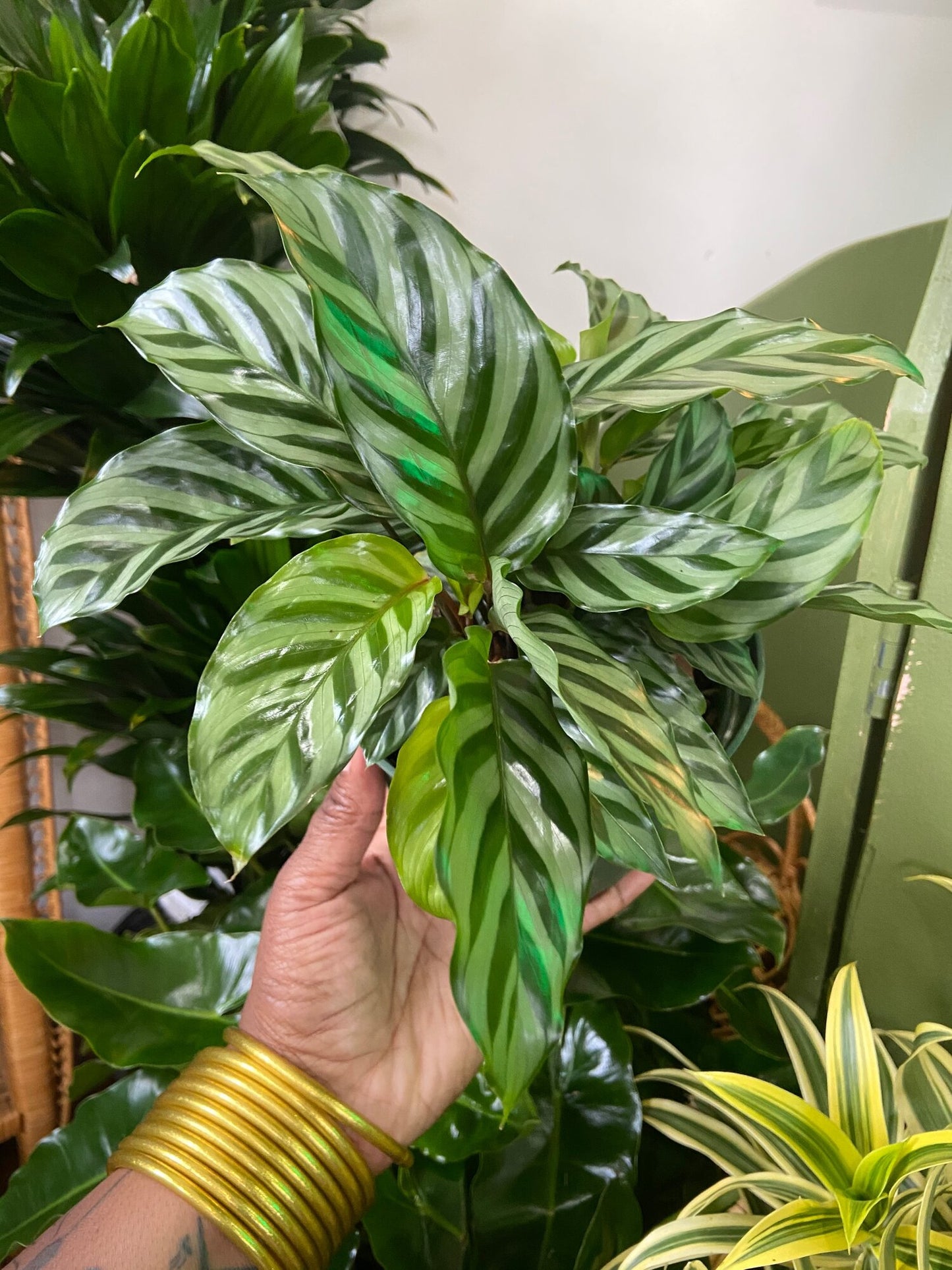 Prayer Plant (Calathea Freddie)
