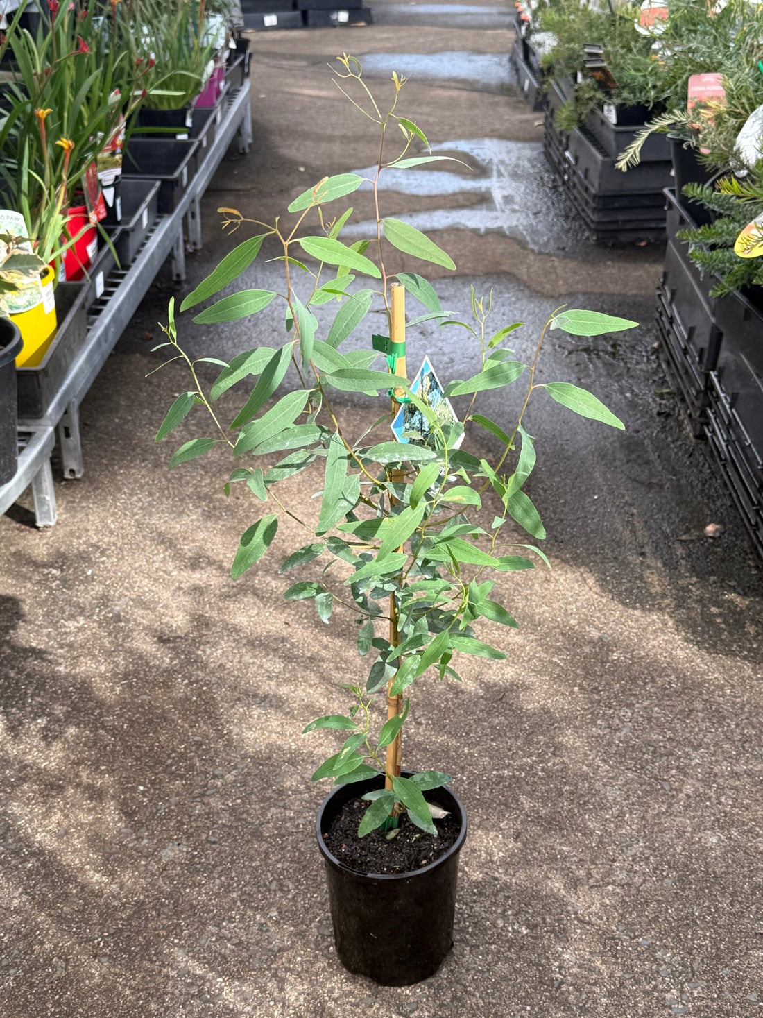 Yellow Box Tree (Eucalyptus melliodora) - Ladybird Nursery