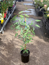Yellow Box Tree (Eucalyptus melliodora) - Ladybird Nursery