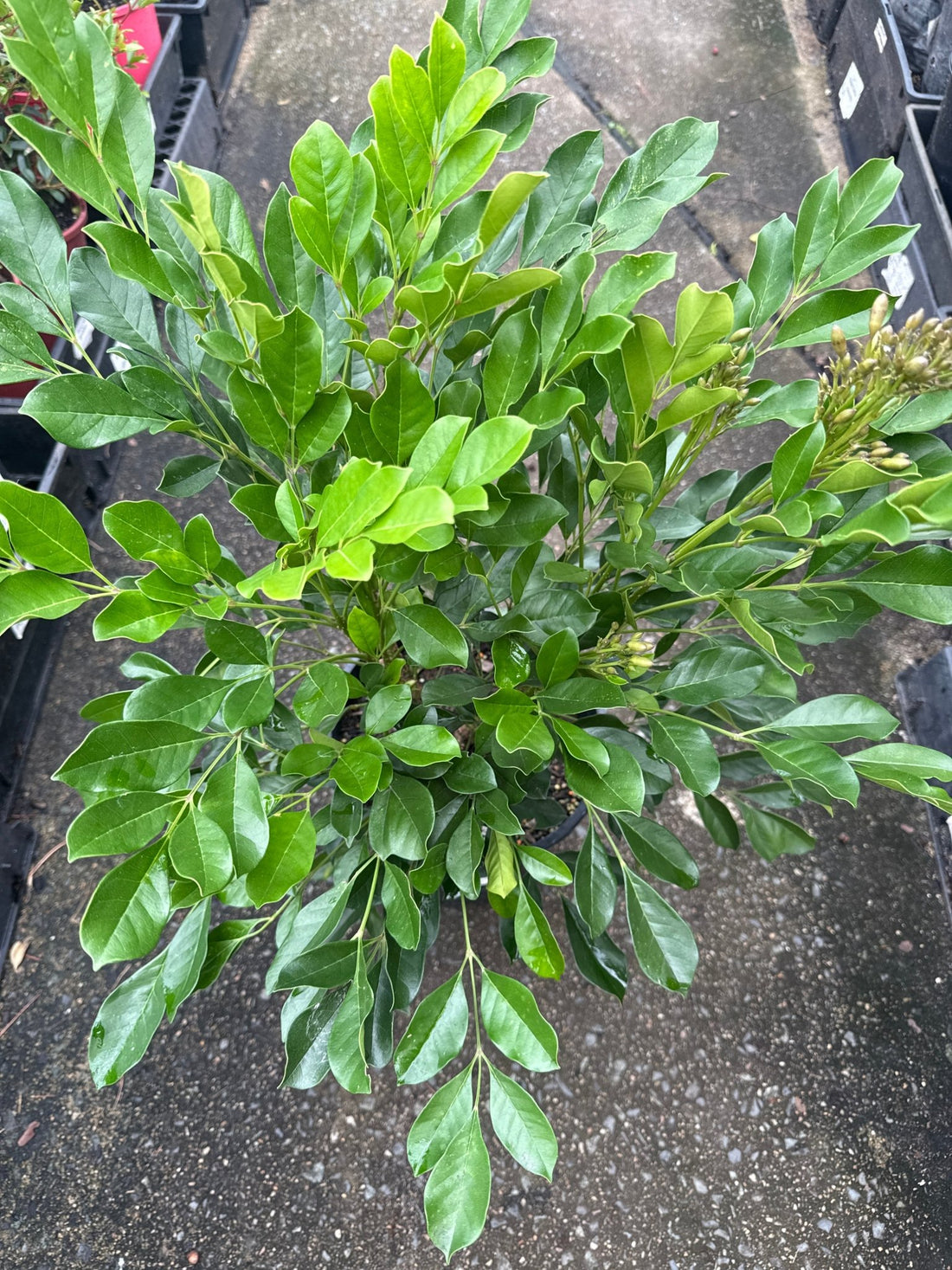 Radermachera Summerscent ™ - Ladybird Nursery
