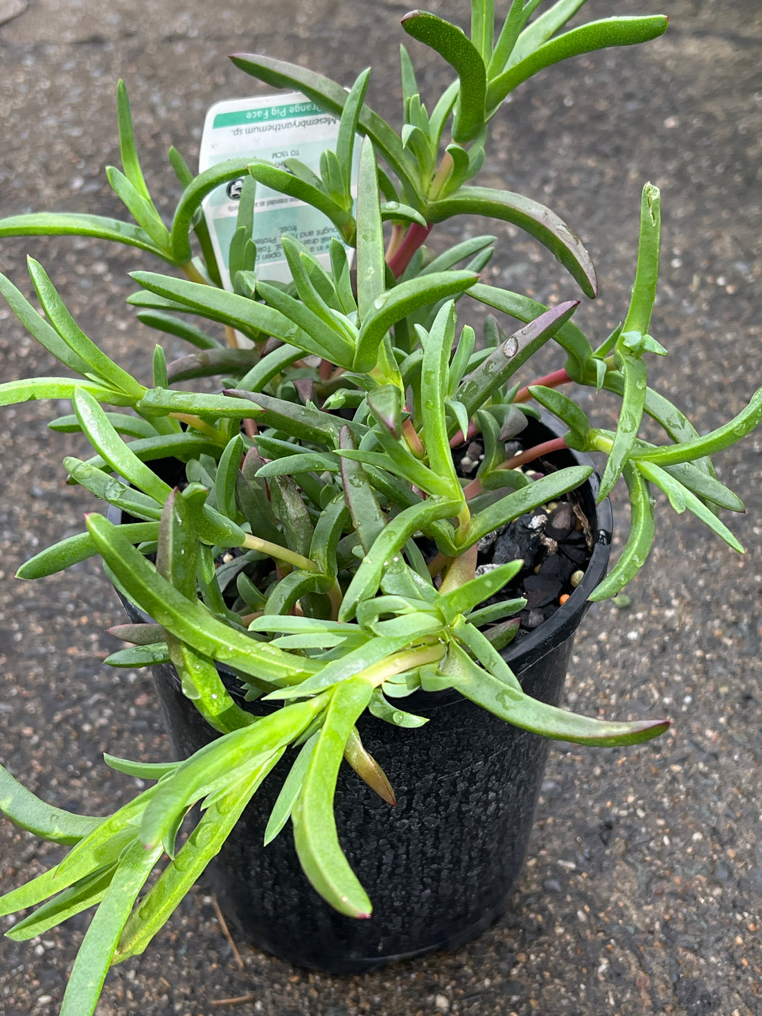 Pigface 'Orange' (Mesembryanthemum spp.)