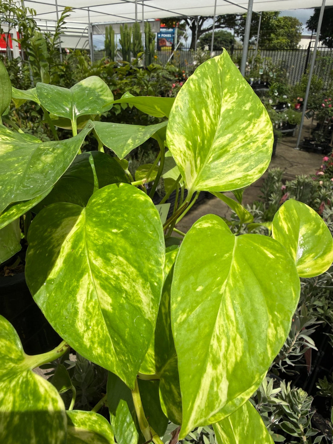 Pothos 'Green and Yellow' Hanger - Ladybird Nursery