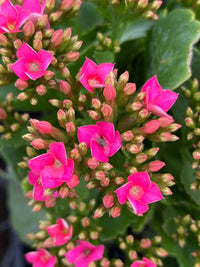 Kalanchoe 'Rudak' (Kalanchoe calandiva) - Ladybird Nursery
