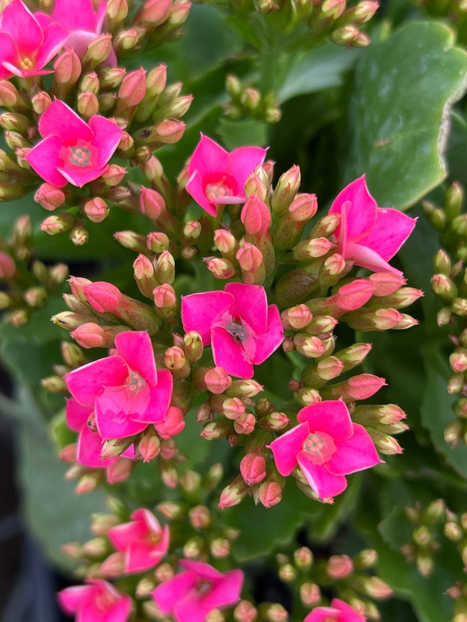 Kalanchoe 'Rudak' (Kalanchoe calandiva) - Ladybird Nursery